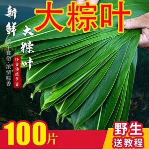 新鲜粽叶野生纯天然大宽叶箬叶包粽子专用家用粽子叶批发真空包装