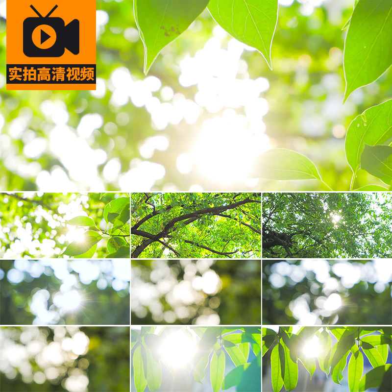 夏日阳光透过绿叶逆光穿过树叶光晕光斑大自然小清新实拍视频素材