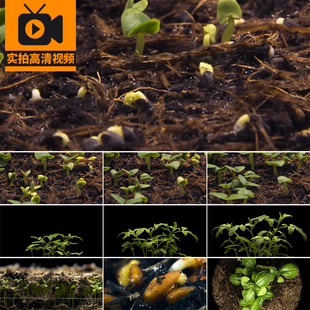 植物种子发芽幼苗生长力量土壤破土而出奋斗励志企业宣传视频素材