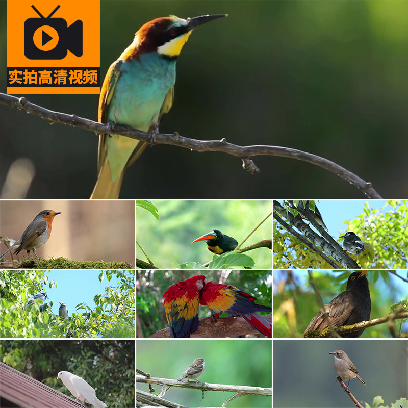春天树枝上枝头小鸟儿特写树林动物麻雀喜鹊剪辑实拍高清视频素材