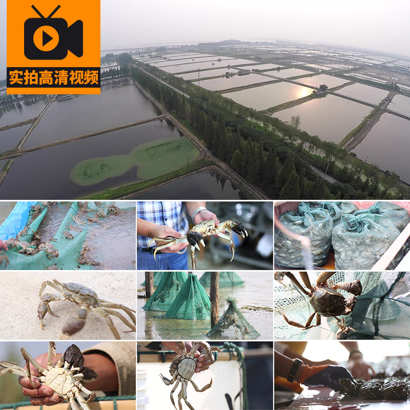 水产养殖基地螃蟹大闸蟹捕捞打包河蟹苗渔民秋季美食实拍视频素材