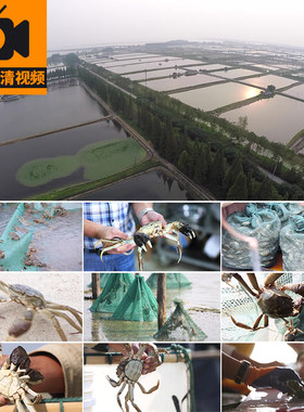 水产养殖基地螃蟹大闸蟹捕捞打包河蟹苗渔民秋季美食实拍视频素材