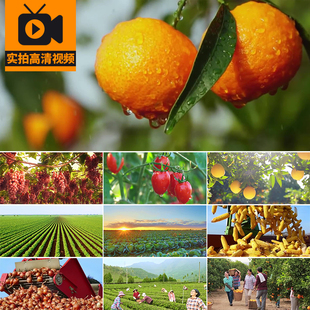 农业蔬菜果蔬水果小麦玉米农田三农农民丰收喜悦笑脸实拍视频素材