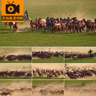 内蒙古大草原骏马奔驰万马奔腾马群骑马套马放马群马实拍视频素材