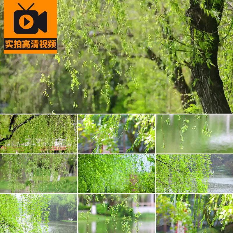 春天春季初春立春春意清新柳树柳叶柳芽垂柳杨柳风景实拍视频素材