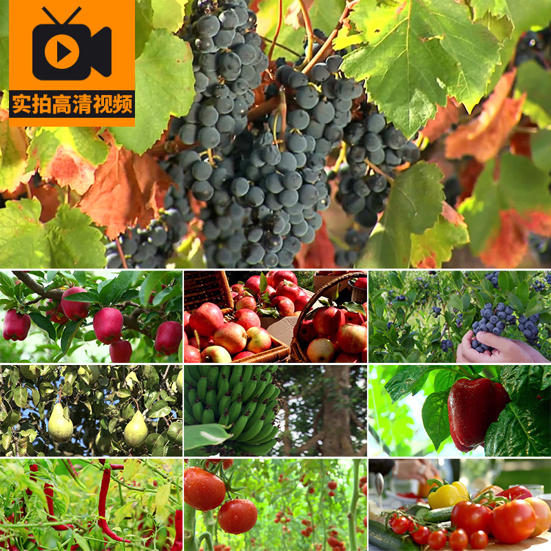 水果苹果园绿色蔬菜辣椒番茄西红柿蓝莓葡萄香蕉种植实拍视频素材