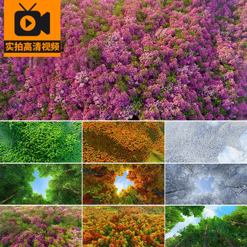 四季变换一年春夏秋冬时间流逝时光森林树木四季交替风景视频素材