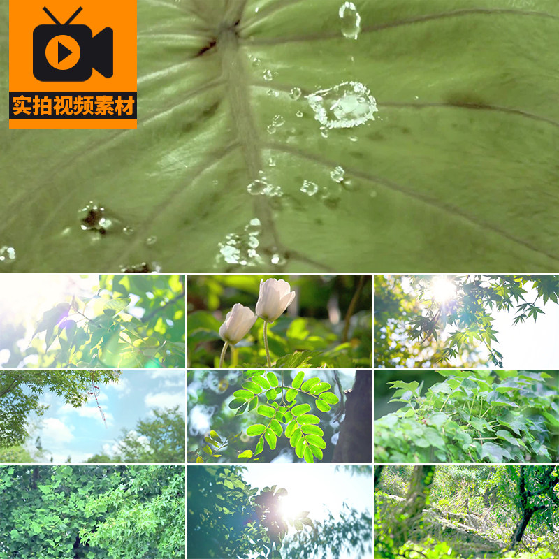 户外夏日风情绿色树叶绿叶阳光照射透过穿透春天风景实拍视频素材