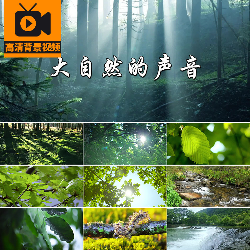 大自然的声音 演讲朗诵森林山涧清新大自然风景色背景LED视频素材