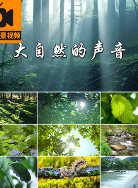 大自然的声音 演讲朗诵森林山涧清新大自然风景色背景LED视频素材