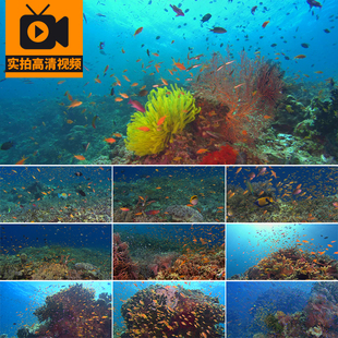 海底世界鱼群游动观赏鱼海洋馆水族大海底深海小鱼儿实拍视频素材