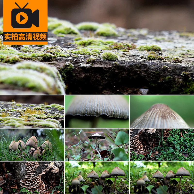 森林野外野生蘑菇生长植物自然树林野生菌类特写实拍高清视频素材