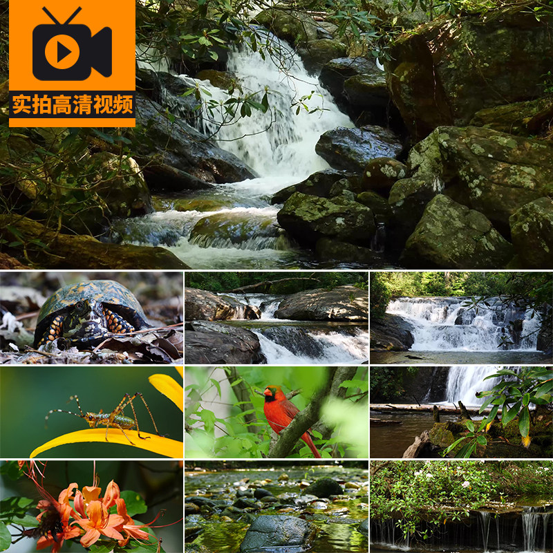 大自然鸟语花香昆虫山水河流水山涧小溪水溪流石风景实拍视频素材