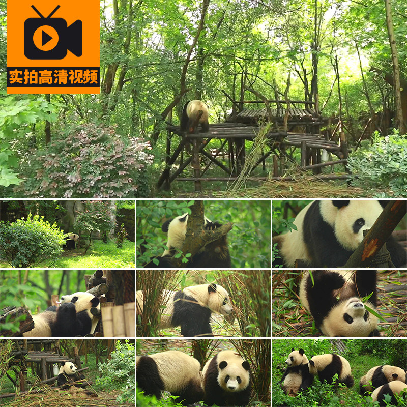 大熊猫动物园吃竹子吃竹叶活动玩耍嬉戏繁殖基地高清实拍视频素材