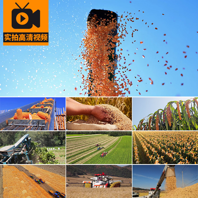 4K丰收玉米地收割庄稼水稻高粱花生农民农业田地实拍高清视频素材
