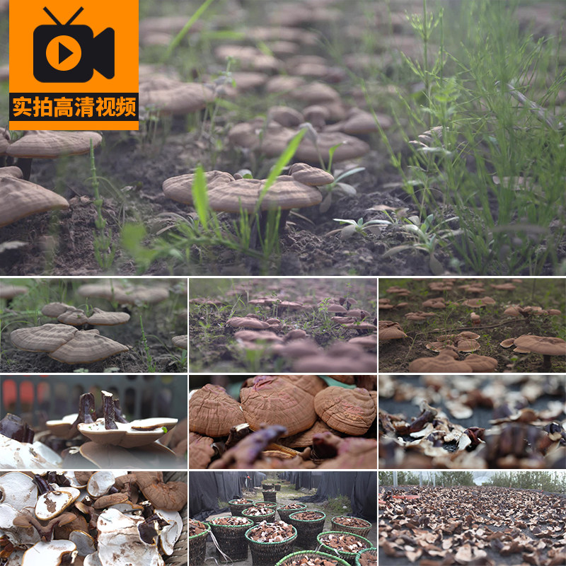 野生灵芝采摘种植生长仙草药材保健中医养生中草药材实拍视频素材