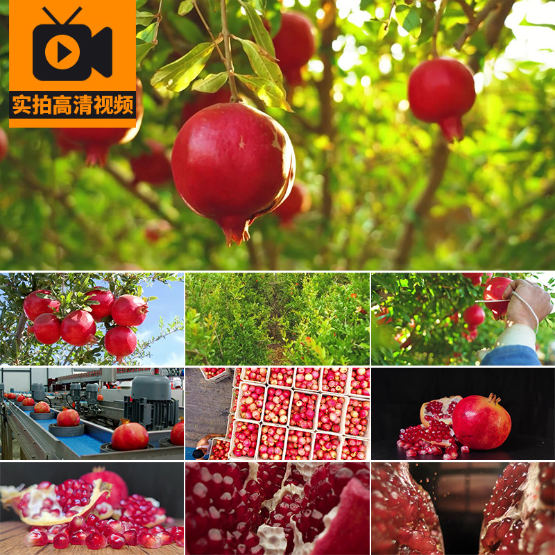 4K石榴种植园石榴树果园丰收采摘果实水果红石榴实拍高清视频素材
