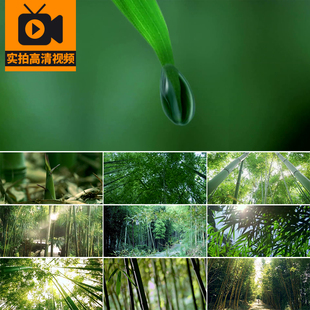竹笋破土发芽植物生长竹林竹子竹园清新自然风景实拍高清视频素材