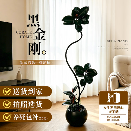 【拍照选货】造型黑金刚客厅盆栽