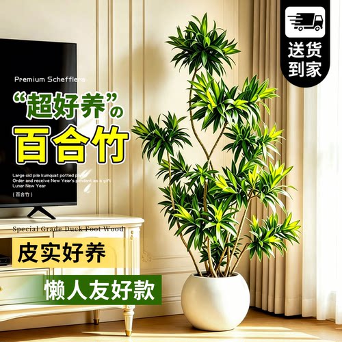 【老桩造型】金心百合竹