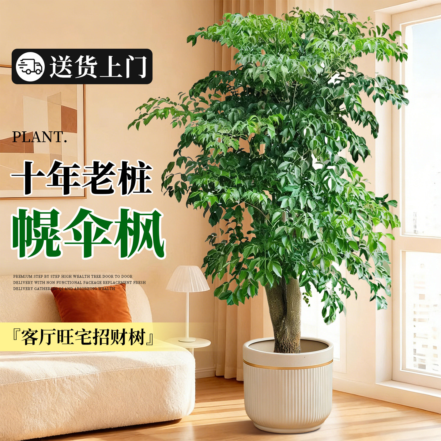老桩幌伞枫大型幸福树客厅室内绿植大盆栽大棵办公室植物四季好养