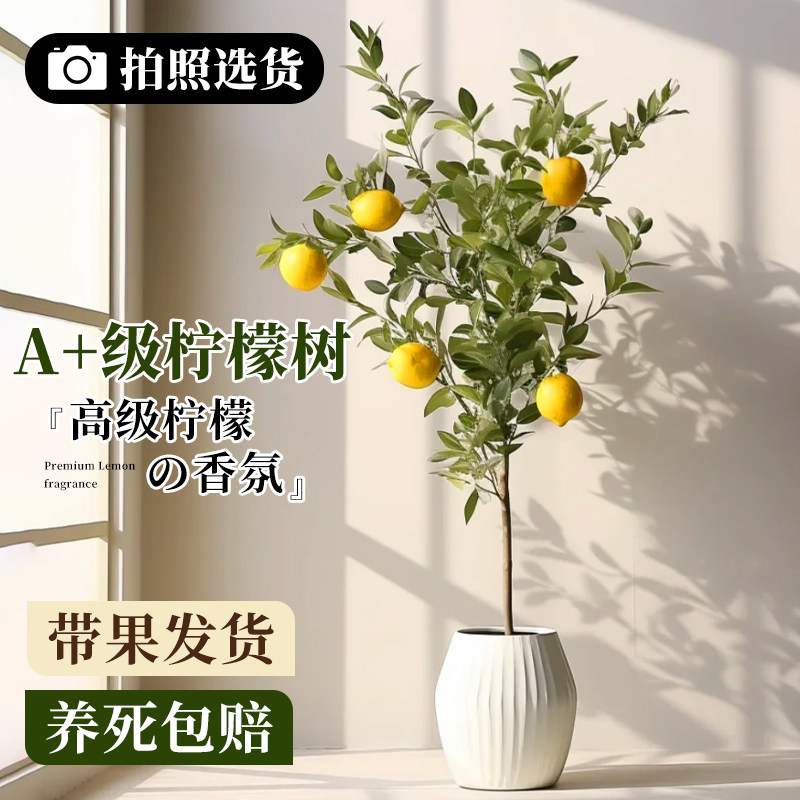 【拍照选货】大型香水柠檬树盆栽景带果绿植清新空气室内四季好养