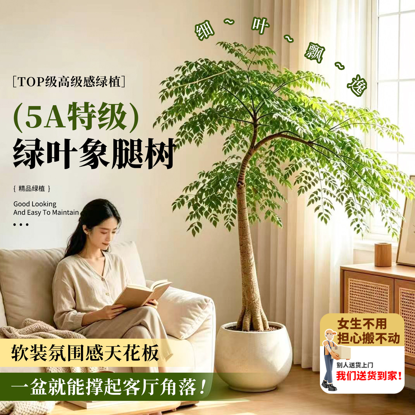 大型绿植象腿树室内造型盆栽客厅好养落地式网红植物四季常青大树