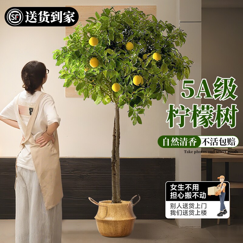 香水柠檬树大型盆栽带果四季旺宅绿植室内植物客厅阳台好养可食用