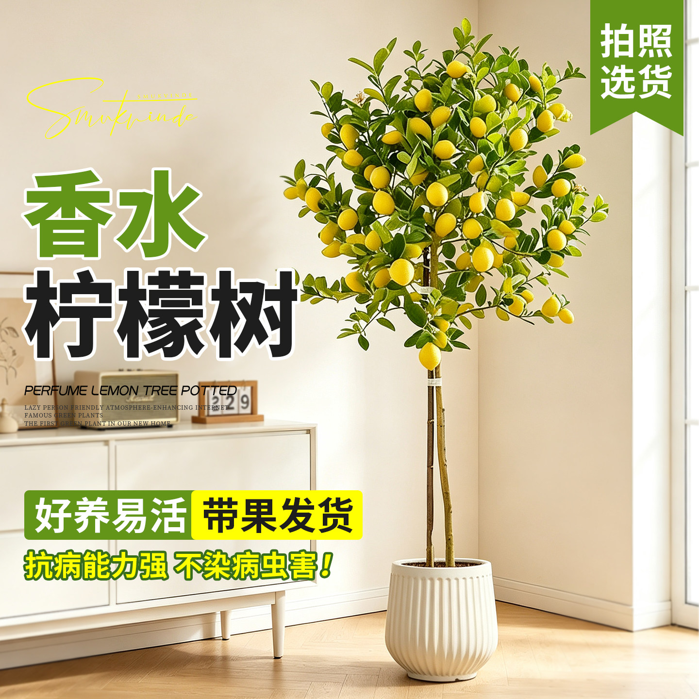 【拍照选货】香水柠檬树阳台盆栽