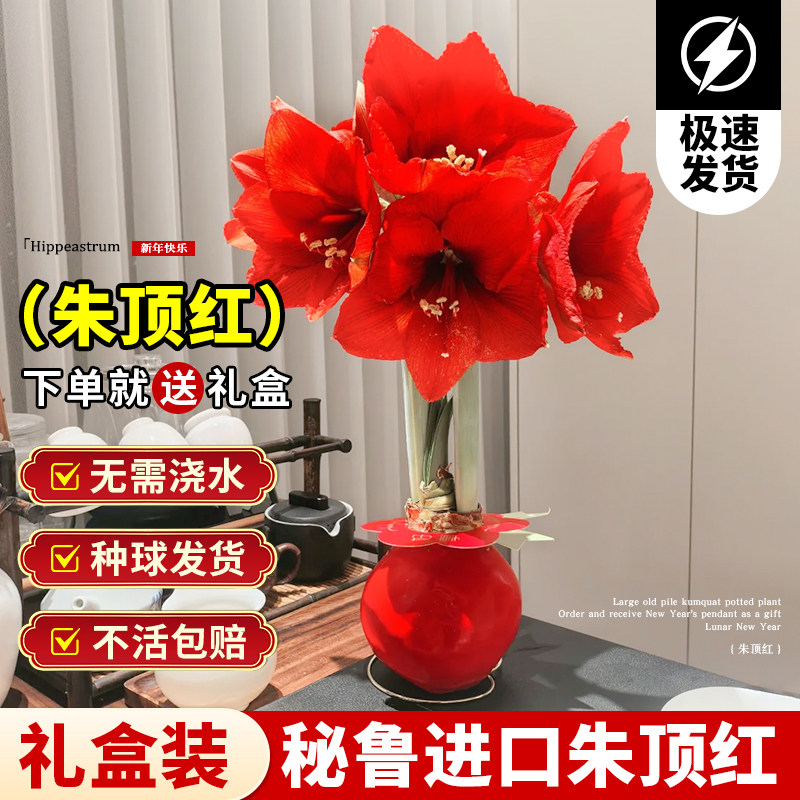 进口朱顶红种球蜡封重瓣办公室桌面年宵花好养种球类花卉球根植物