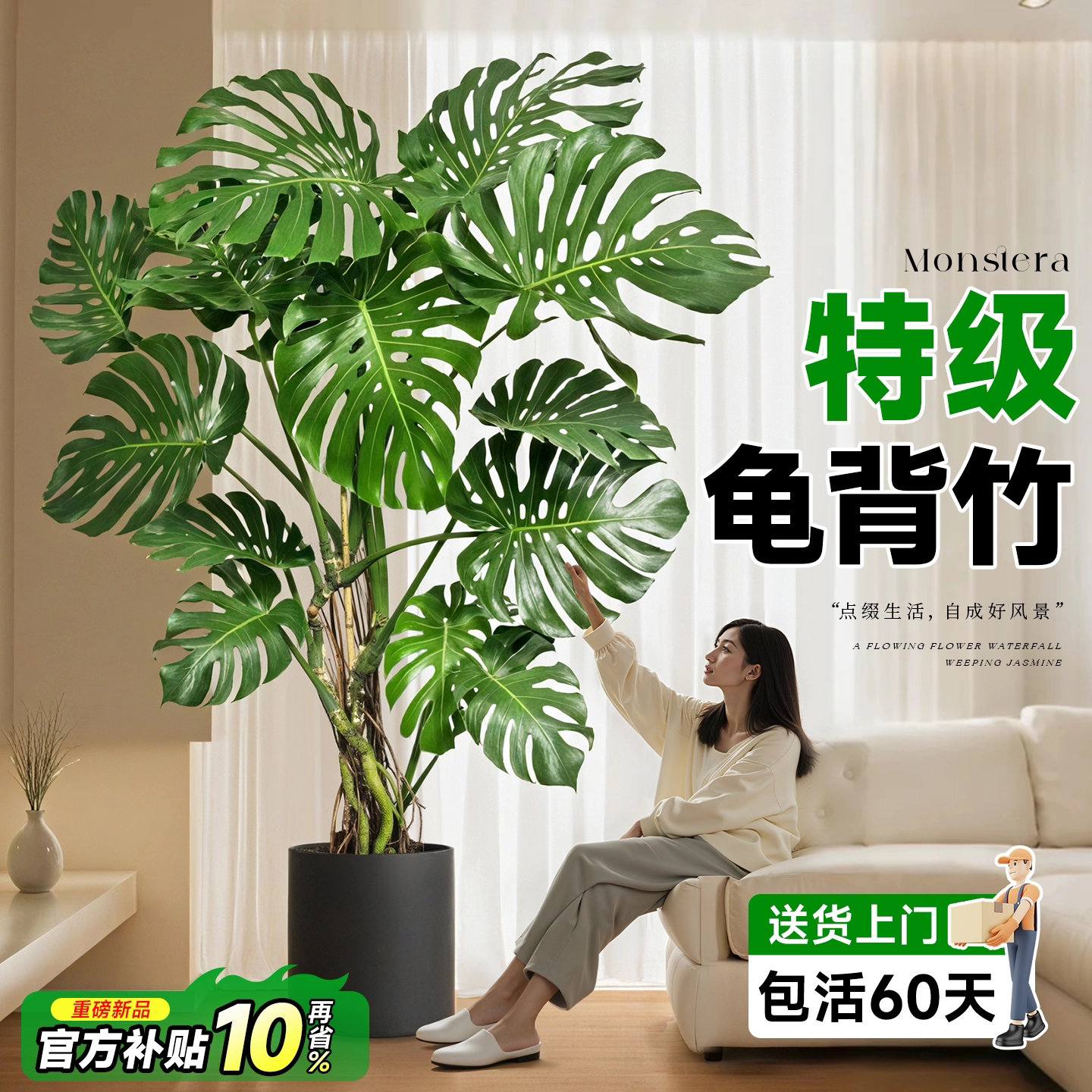 特级龟背竹盆栽含盆包活送货上门