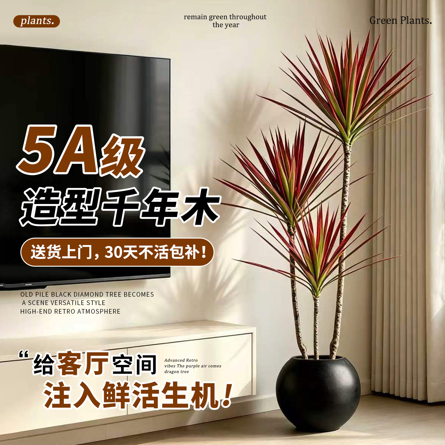 特级千年木客厅高级感盆栽