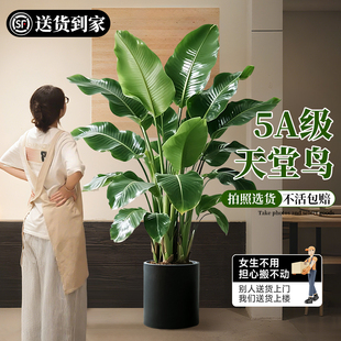 天堂鸟绿植室内办公室客厅大型植物盆栽高级感落地大号好养真花