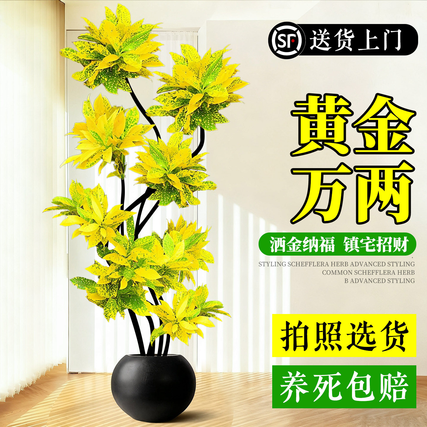 洒金榕大型客厅高级感绿植盆栽