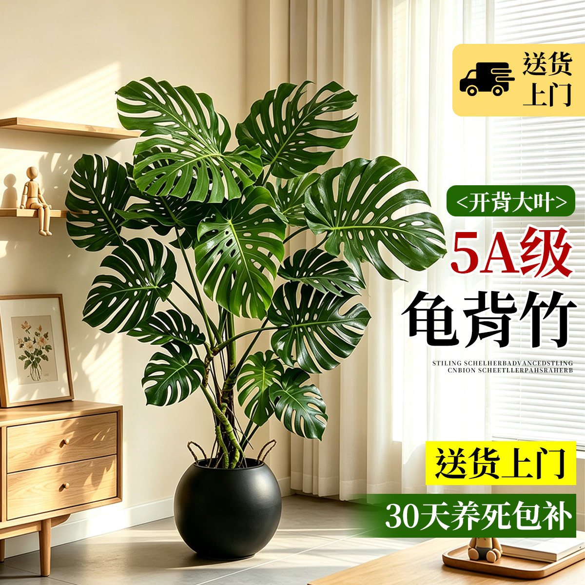 【大叶老桩】龟背竹客厅盆栽