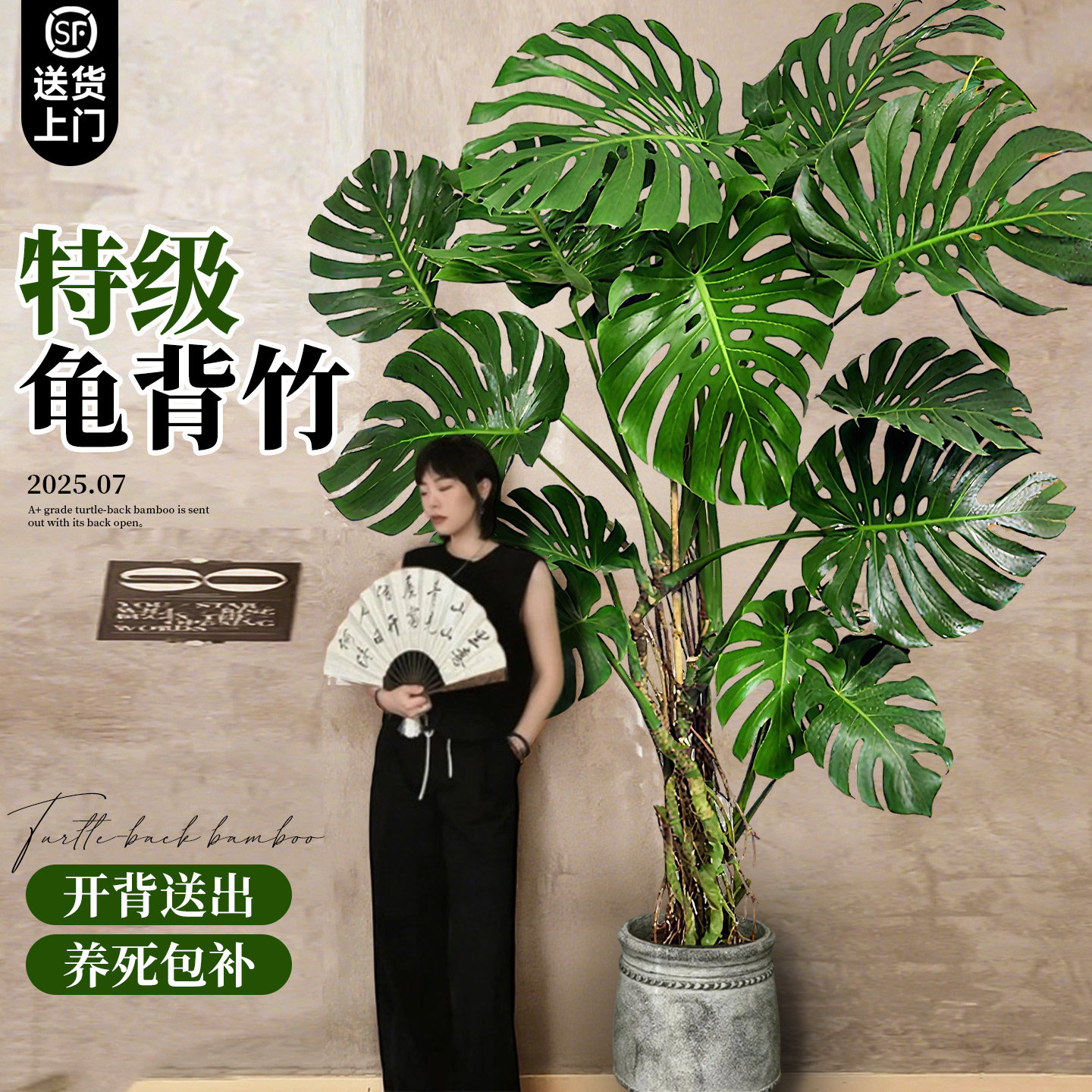 特级老桩龟背竹大型客厅绿植大盆栽提根龟背竹室内高级感客厅植物