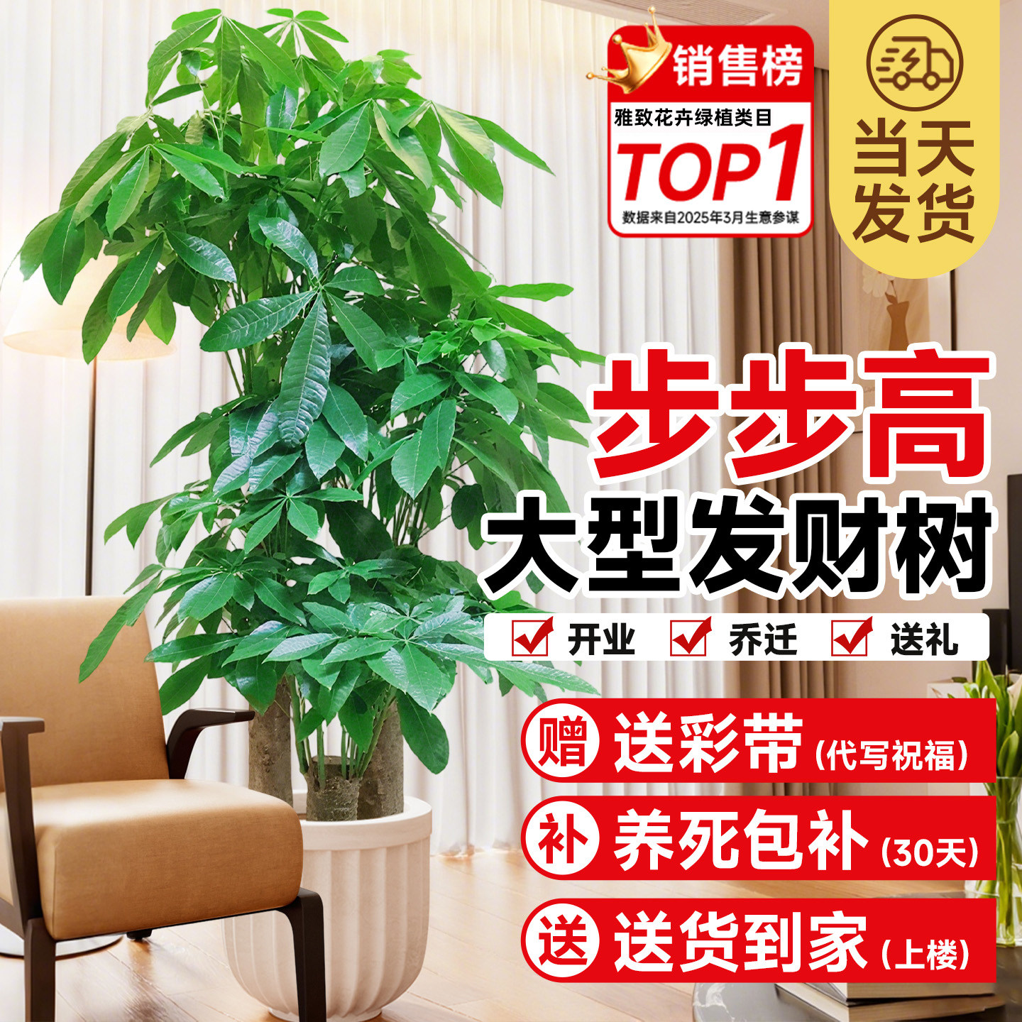 发财树客厅大盆栽三杆步步高办公室大棵老桩乔迁之喜开业送礼绿植