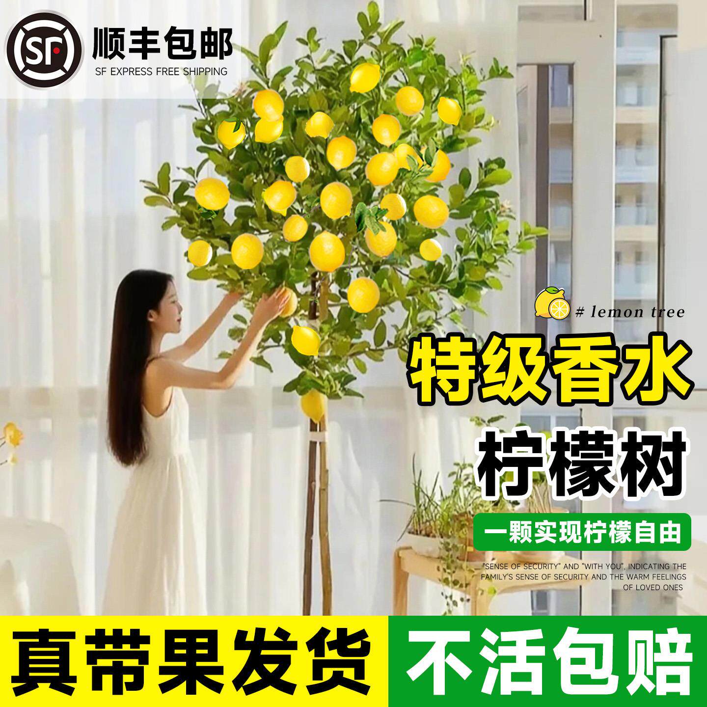香水柠檬树盆栽室内客厅果树大型落地绿植阳台绿植四季好养活可食