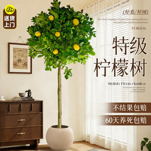 香水柠檬树盆栽大型植物带果客厅绿植办公室内阳台老桩树苗好养活
