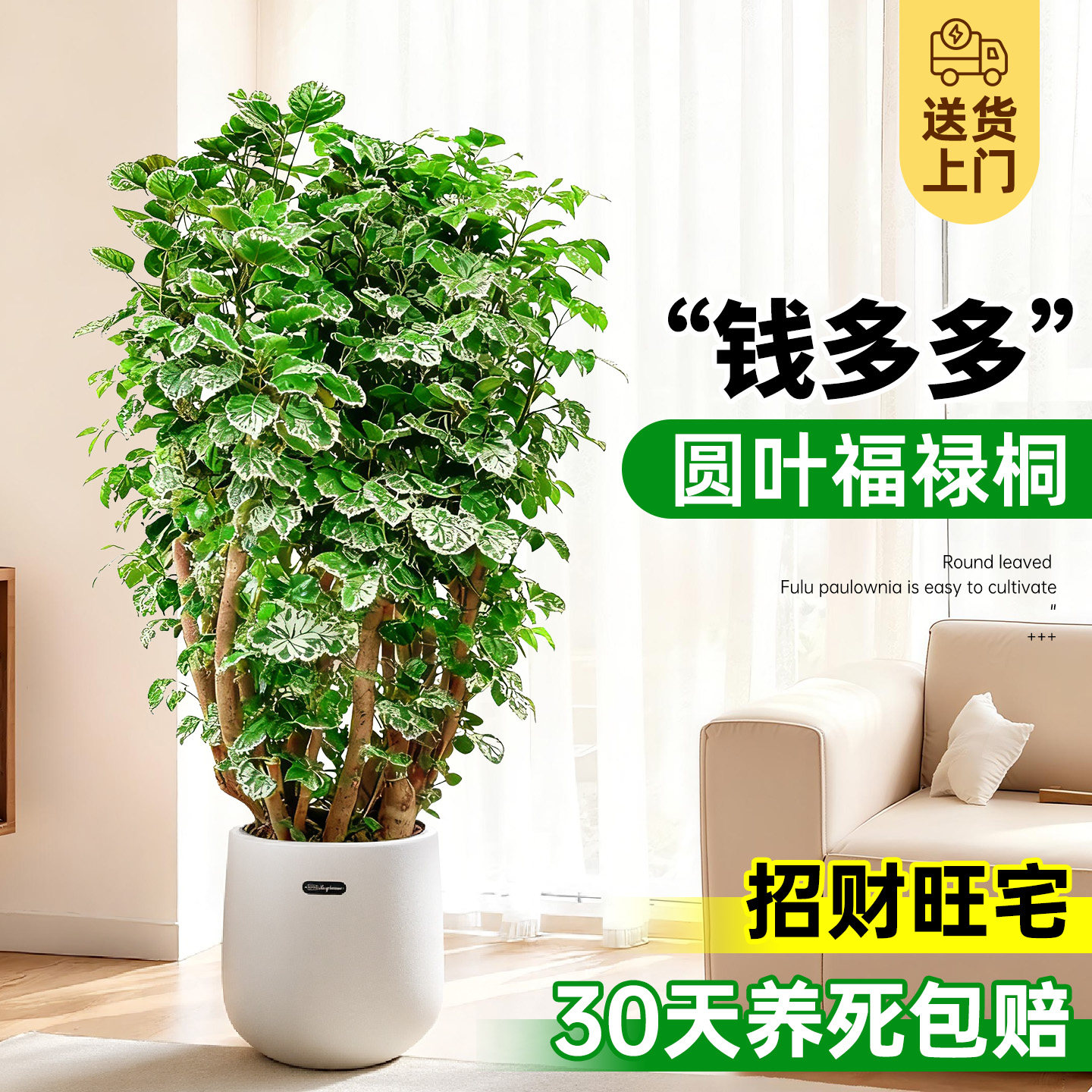 金钱兜福禄桐盆栽钱多多大型植物客厅室内乔迁搬家大落地旺宅绿植