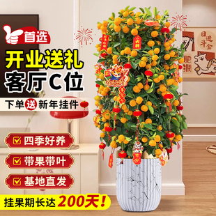 【拍照选货】四季爆果年桔树盆栽客厅室内大型植物绿植金桔旺宅树