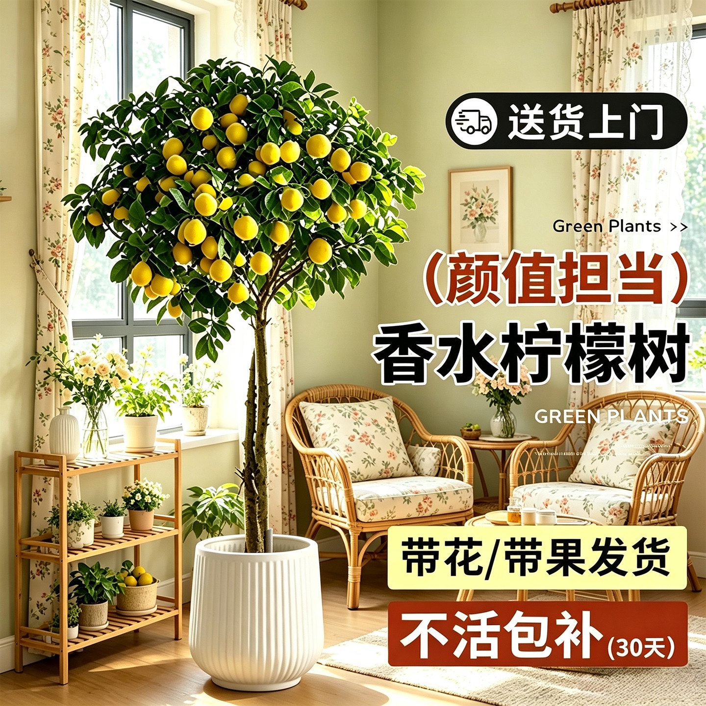 柠檬树带花带果四季种植大盆栽图片