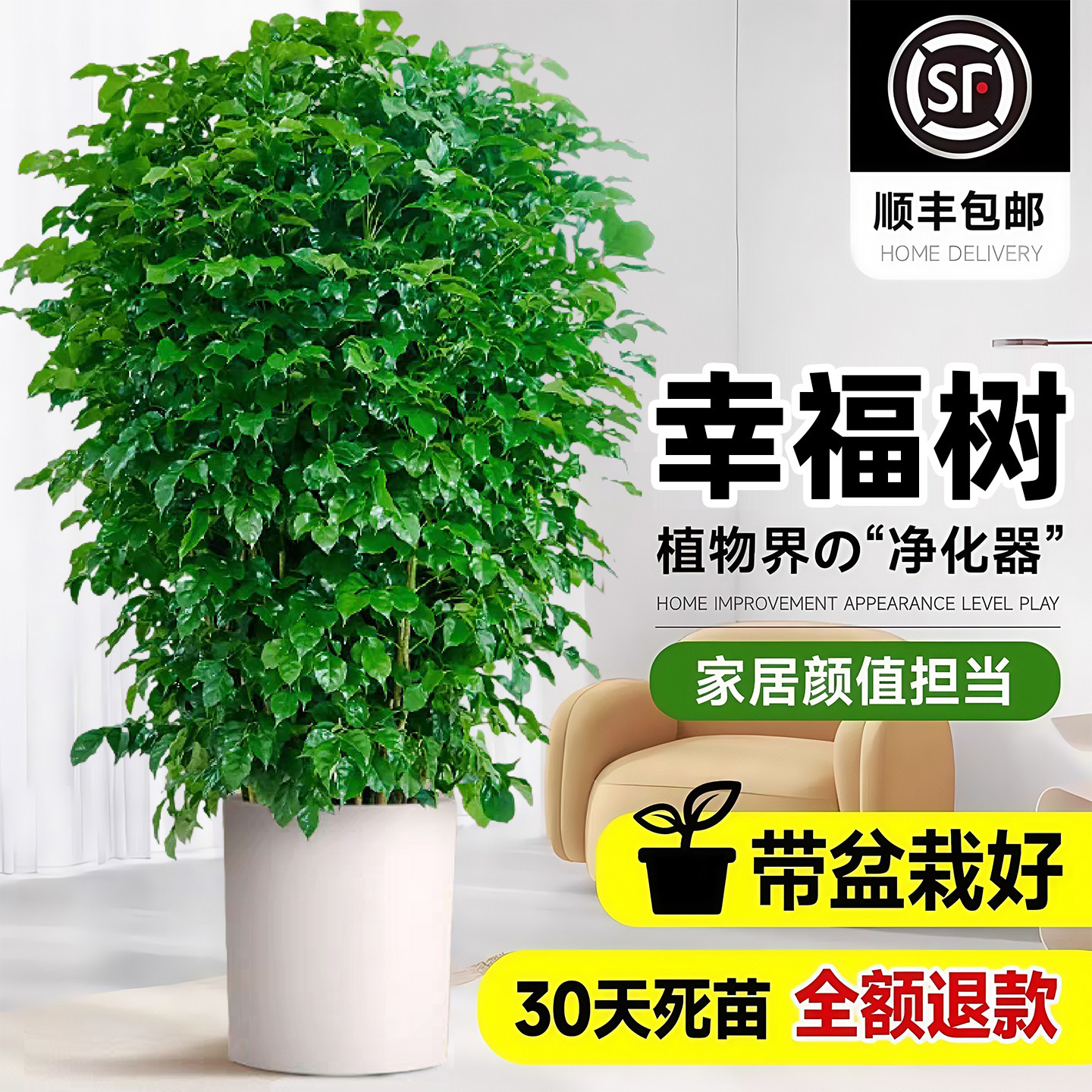 大型花卉盆景绿植物办公室落地