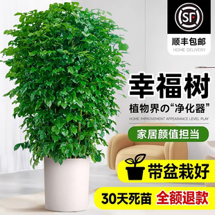 特级丛生幸福树客厅大盆栽绿植室内大型花卉盆景绿植物办公室落地