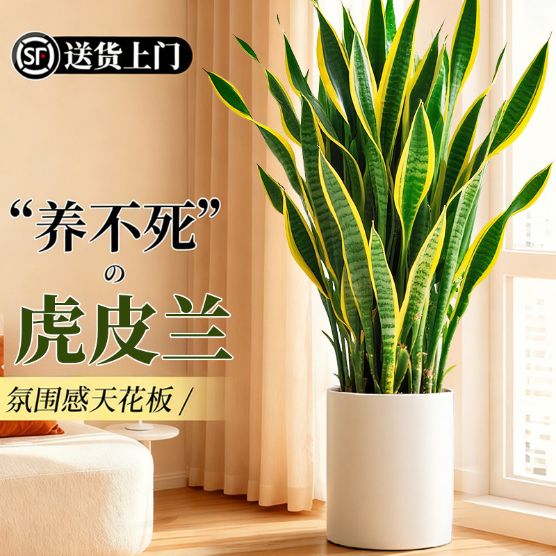 金边虎皮兰绿植客厅大型盆栽四季常青新房室内净化空气办公室好养