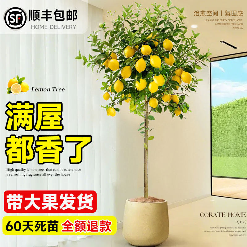 香水柠檬树盆栽果树大型客厅绿植大型植物室内阳台禄植四季好养