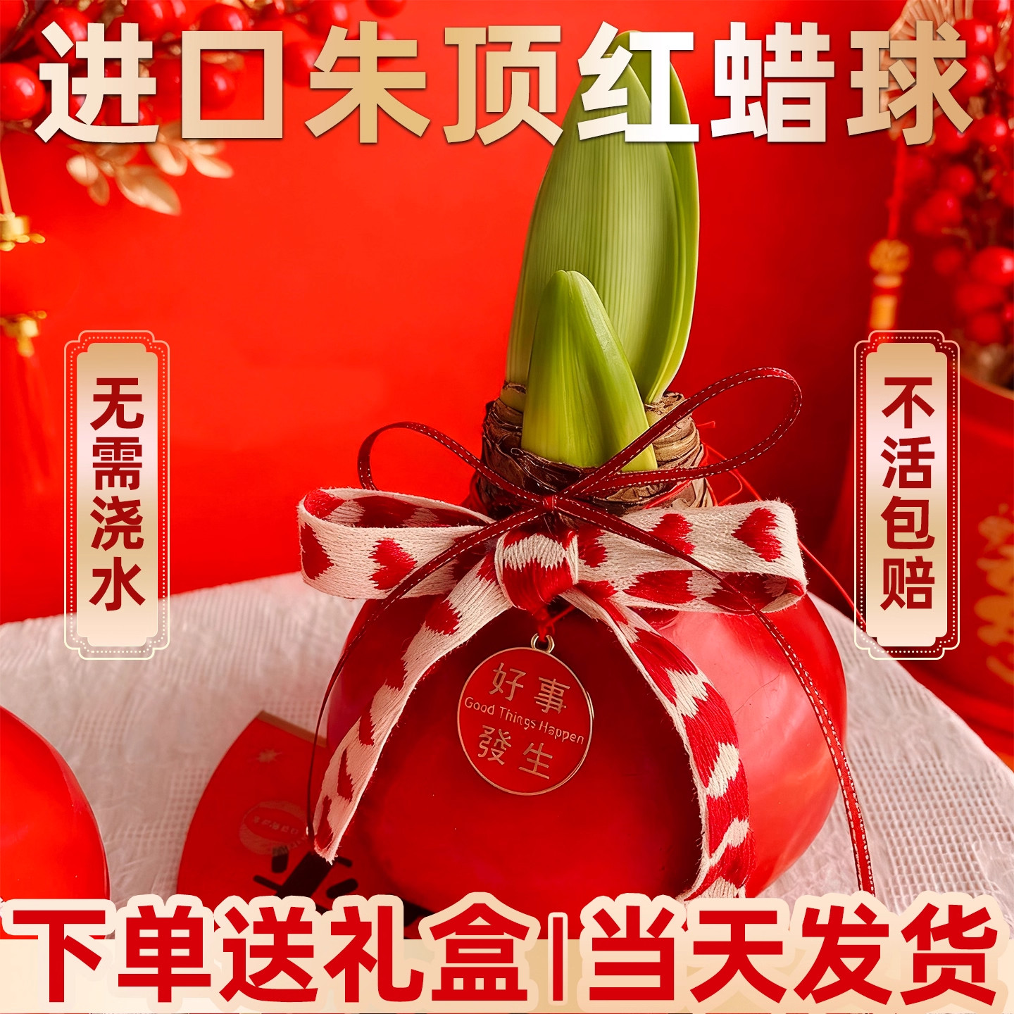 进口朱顶红种球重瓣蜡封特大蜡球懒人适合养的花卉客厅年宵花冬天