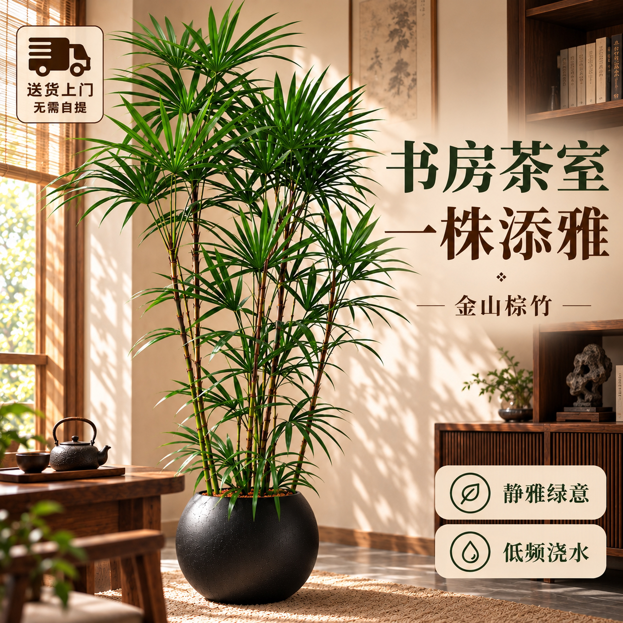 【特级精品】金山棕竹客厅绿植