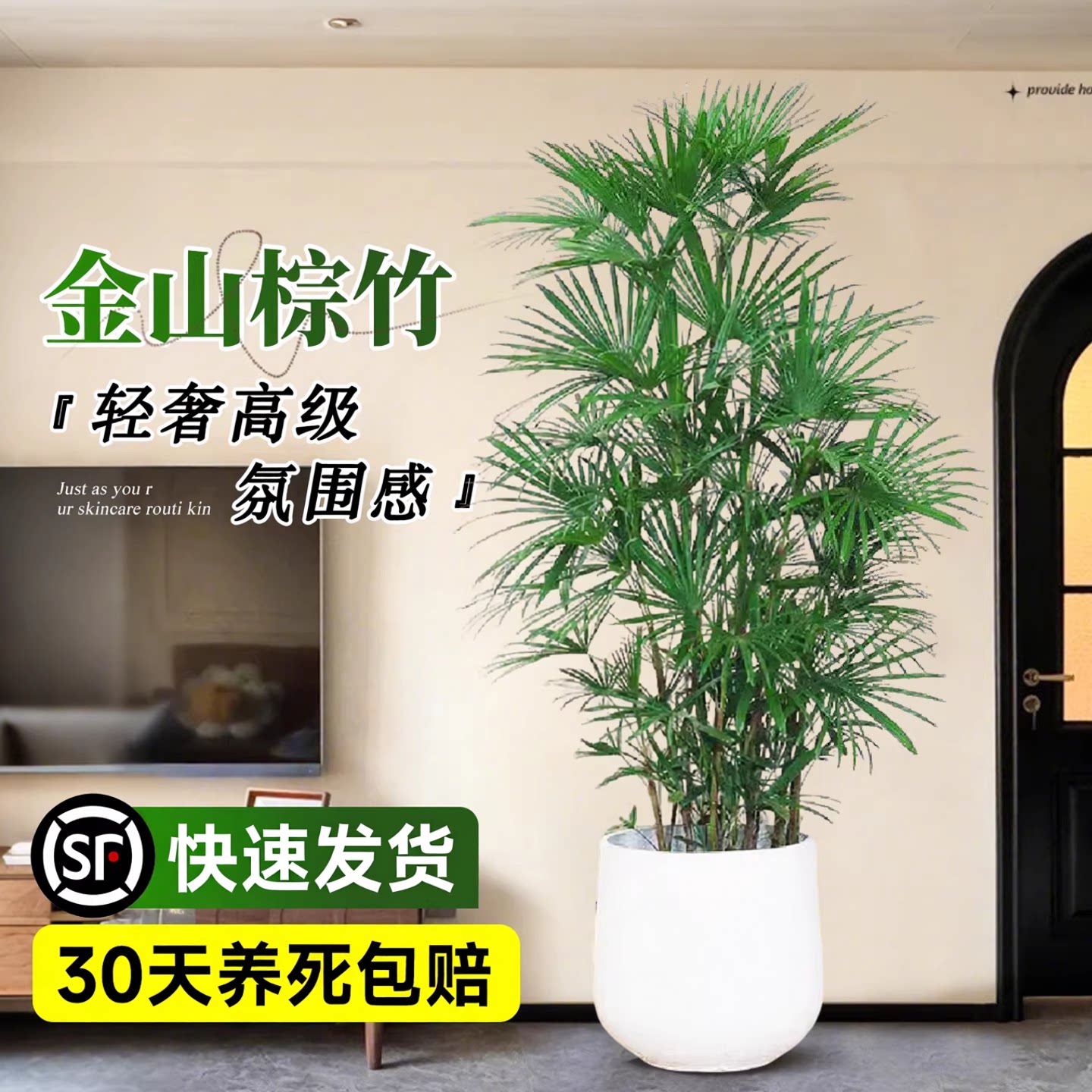 金山棕竹室内大型植物落地四季好养细叶竹子旺宅客厅办公室内盆栽