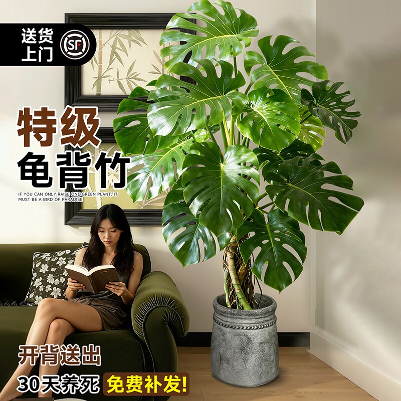 龟背竹客厅大叶老桩提根大盆栽室内客厅植物电视柜旁型绿植落地